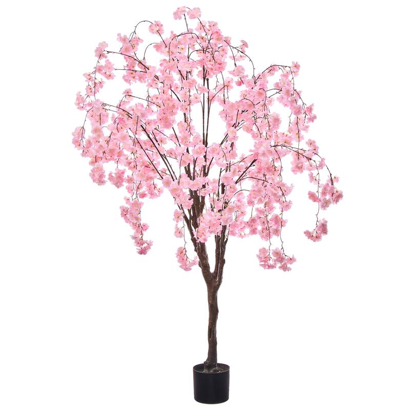 6' Weeping Cherry Tree