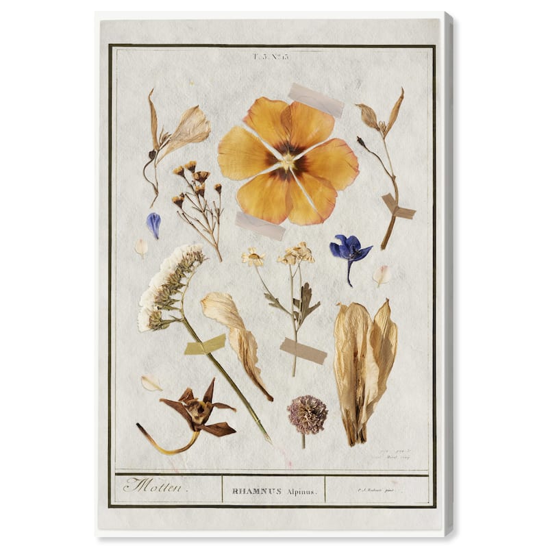 Wynwood Studio Canvas Floral and Botanical Botanical Study I White and Traditional Wall Art Canvas Print - White, Yellow