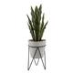 1.8FT Height Artificial Snake Plant - ONE-SIZE