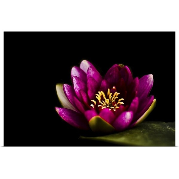 "Closeup capture of pink water lily on pond." Poster Print