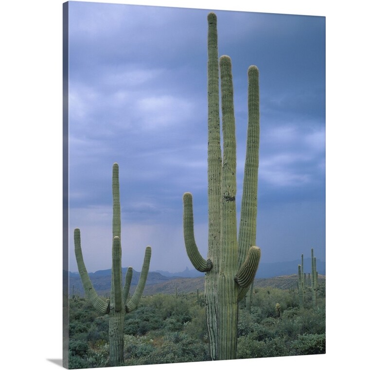 Large Saguaro Cactus In The Sonoran Desert Tonto National Forest Arizona Canvas Wall Art Overstock 16886703