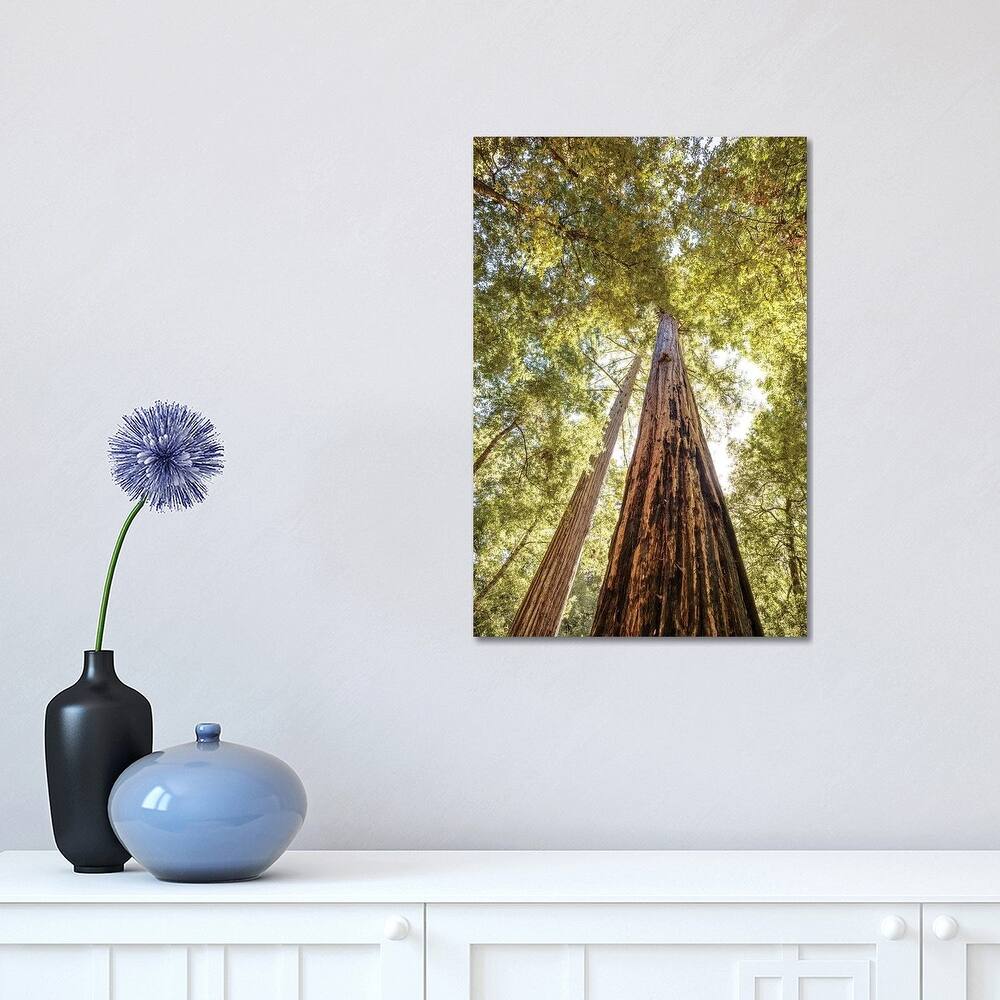 iCanvas "The Tallest Redwoods" by Joseph S. Giacalone Canvas Print