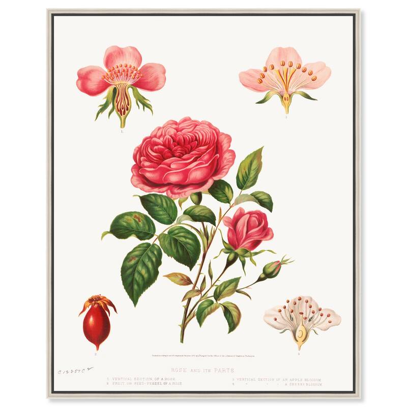 Rose and its parts (1872) Canvas by Art Remedy - Silver - 36" x 45"