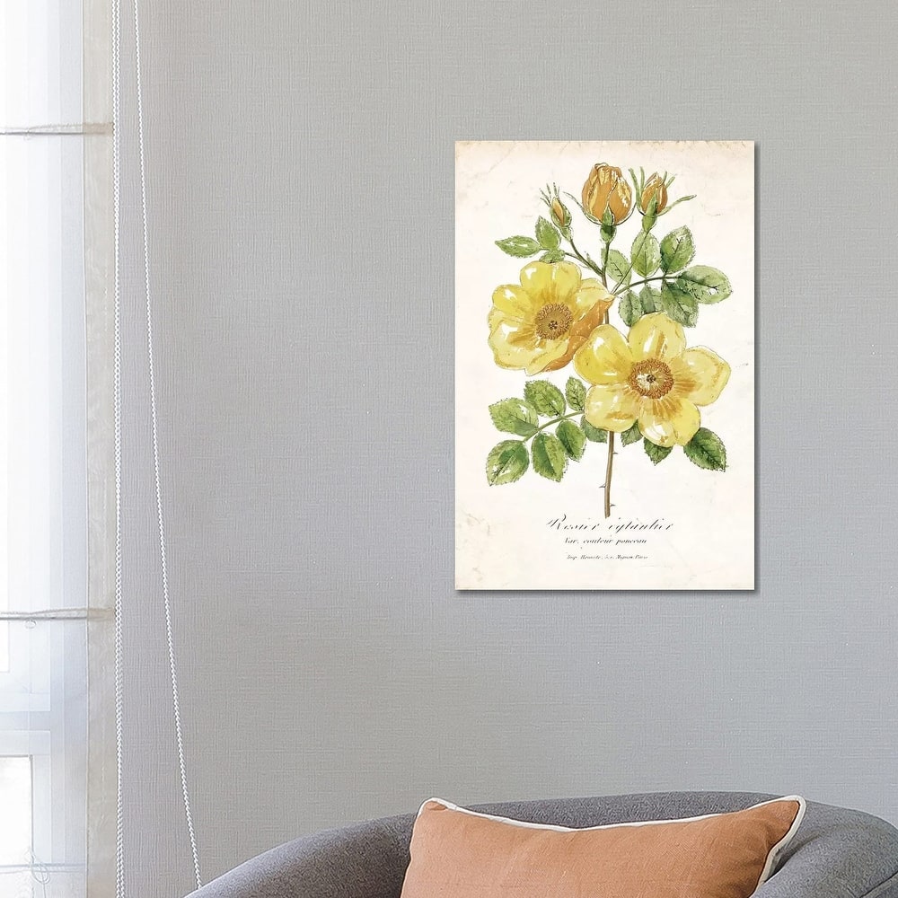 iCanvas "Botanical IV" by Nan Canvas Print