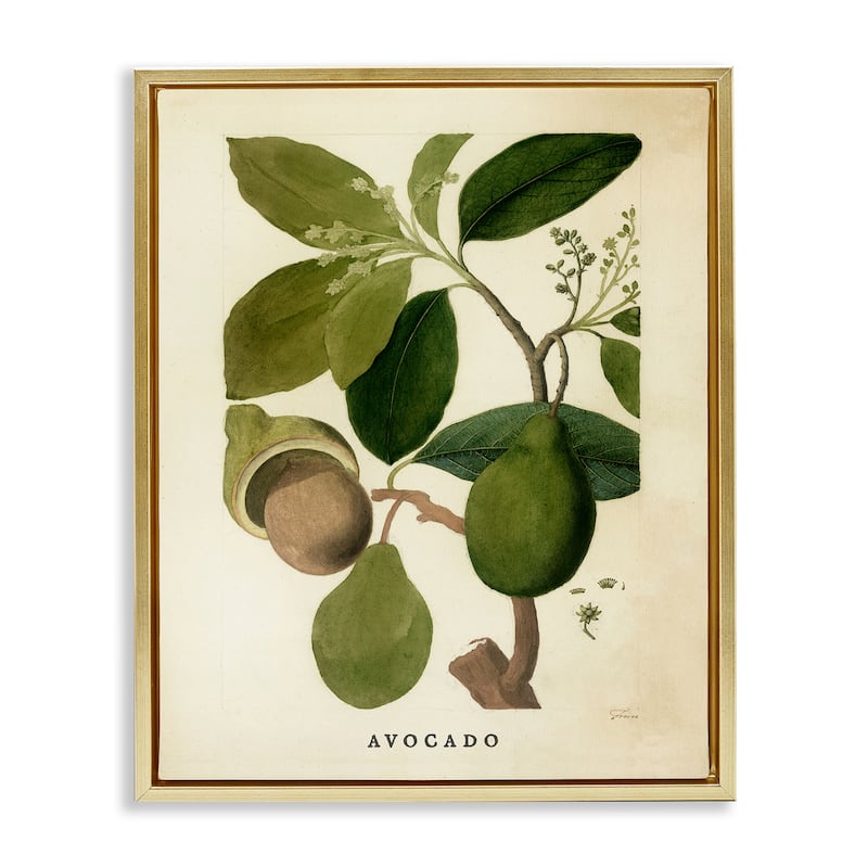 Stupell Vintage Avocado Plant Framed Floater Canvas Wall Art Design By Lil' Rue - 17 x 21 - Gold