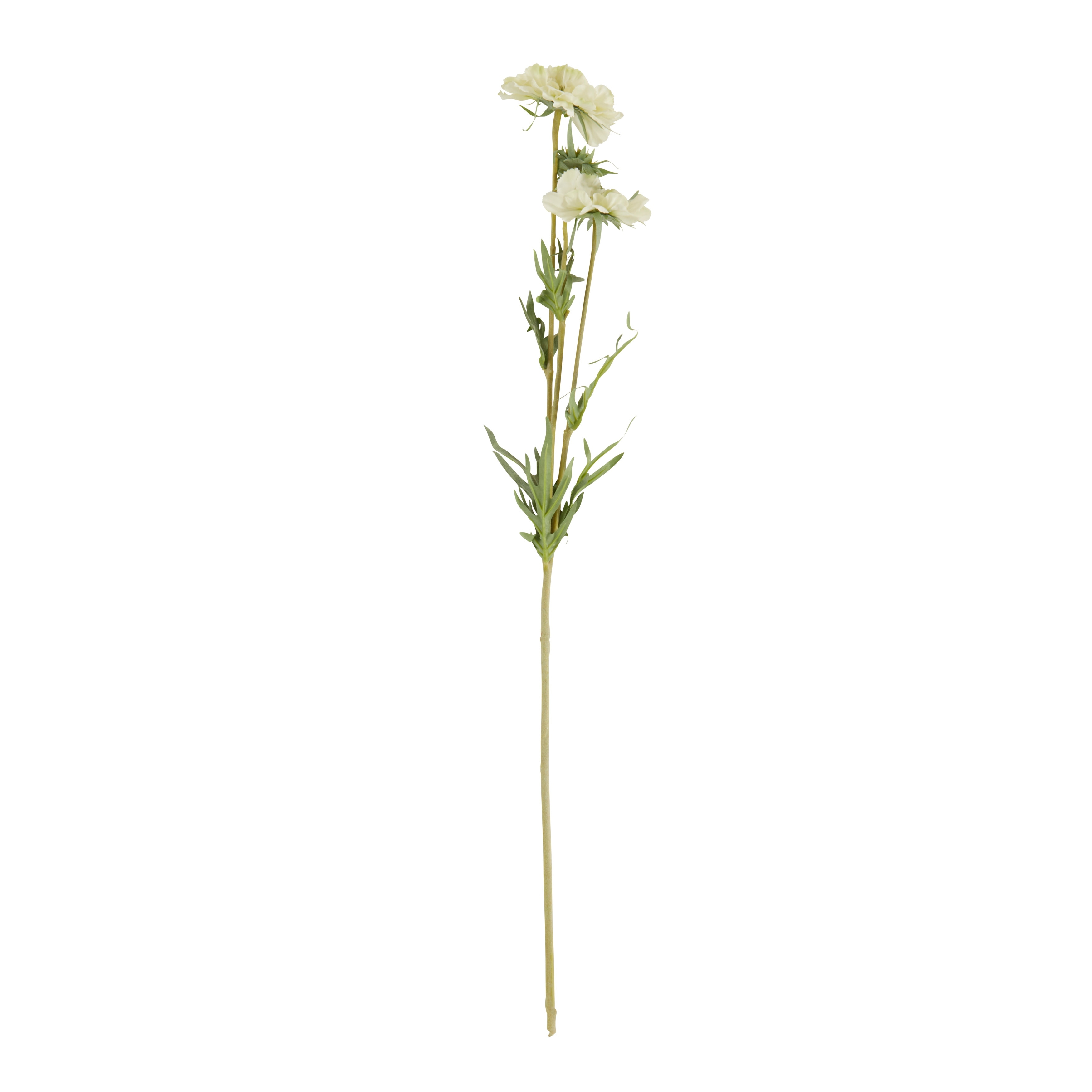 Scabiosa Flower Floral Accent (Set of 12) - Ivory - 29"