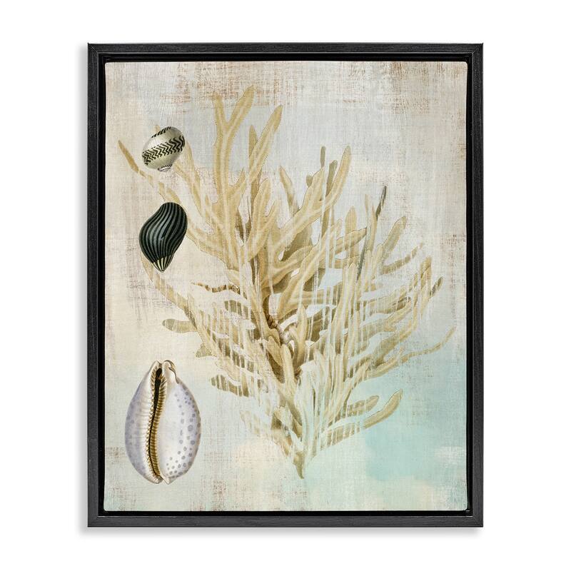 Stupell Coral Branch & Cowrie Shells Framed Floater Canvas Wall Art Design By Susan Arnot - 17 x 21 - Black