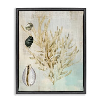 Stupell Coral Branch & Cowrie Shells Framed Floater Canvas Wall Art Design By Susan Arnot