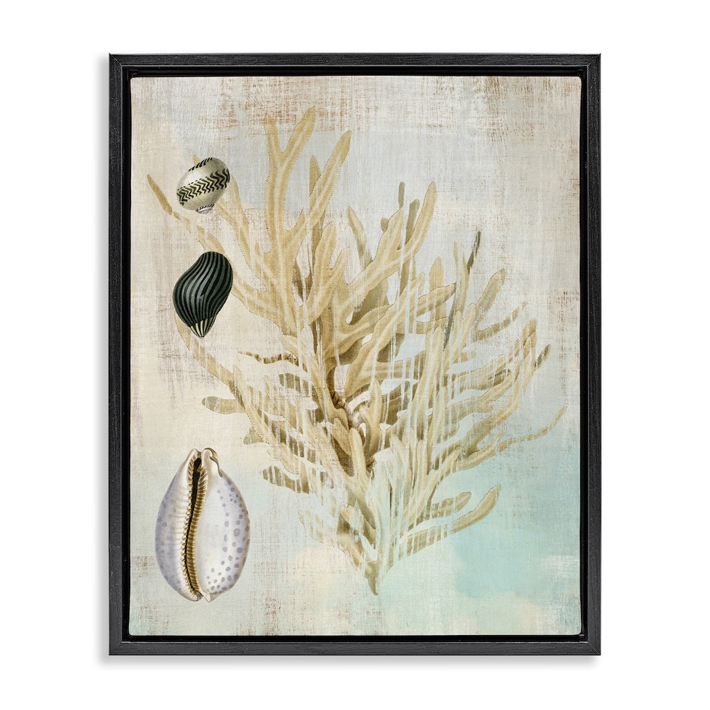 Stupell Coral Branch & Cowrie Shells Framed Floater Canvas Wall Art Design By Susan Arnot