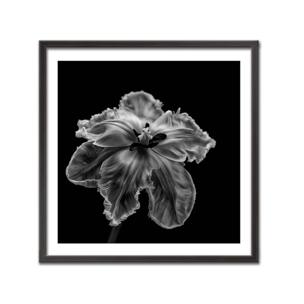 "Parrot Tulip" Framed Print Wall Art by Lotte Gronkjar