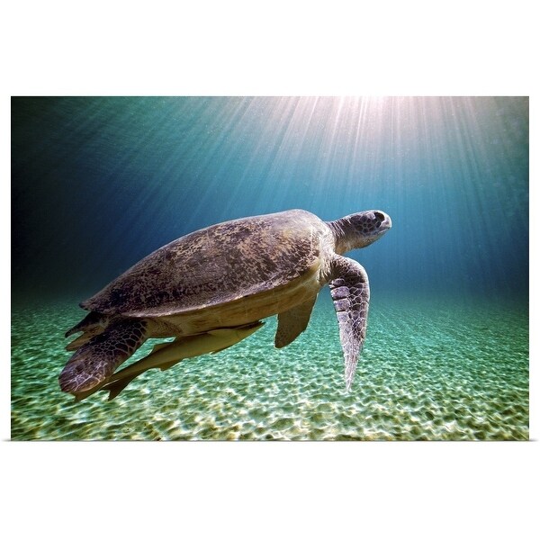 "Sun beams filtering through sea with green sea turtle." Poster Print