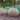 Golden Barrel Cactus Landscape Sculpture