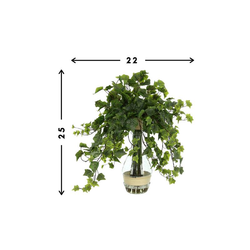 Organic Modern Ivy Plant in a Tall Glass Vase - Green