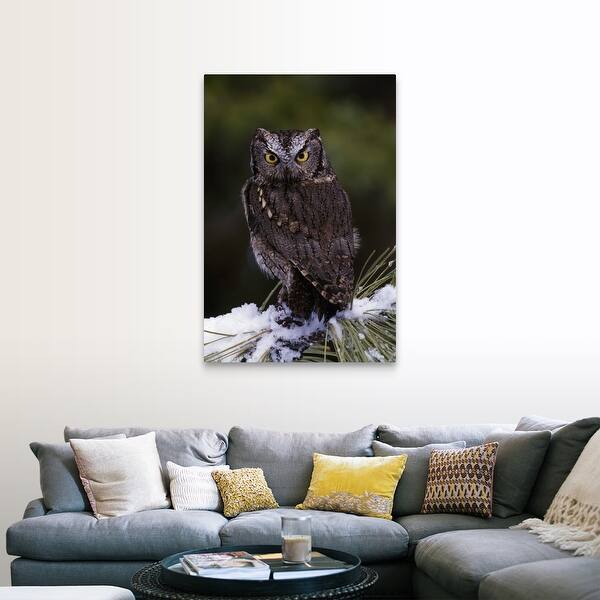 Shop Eastern Screech Owl On Pine Tree Branch Canada Canvas
