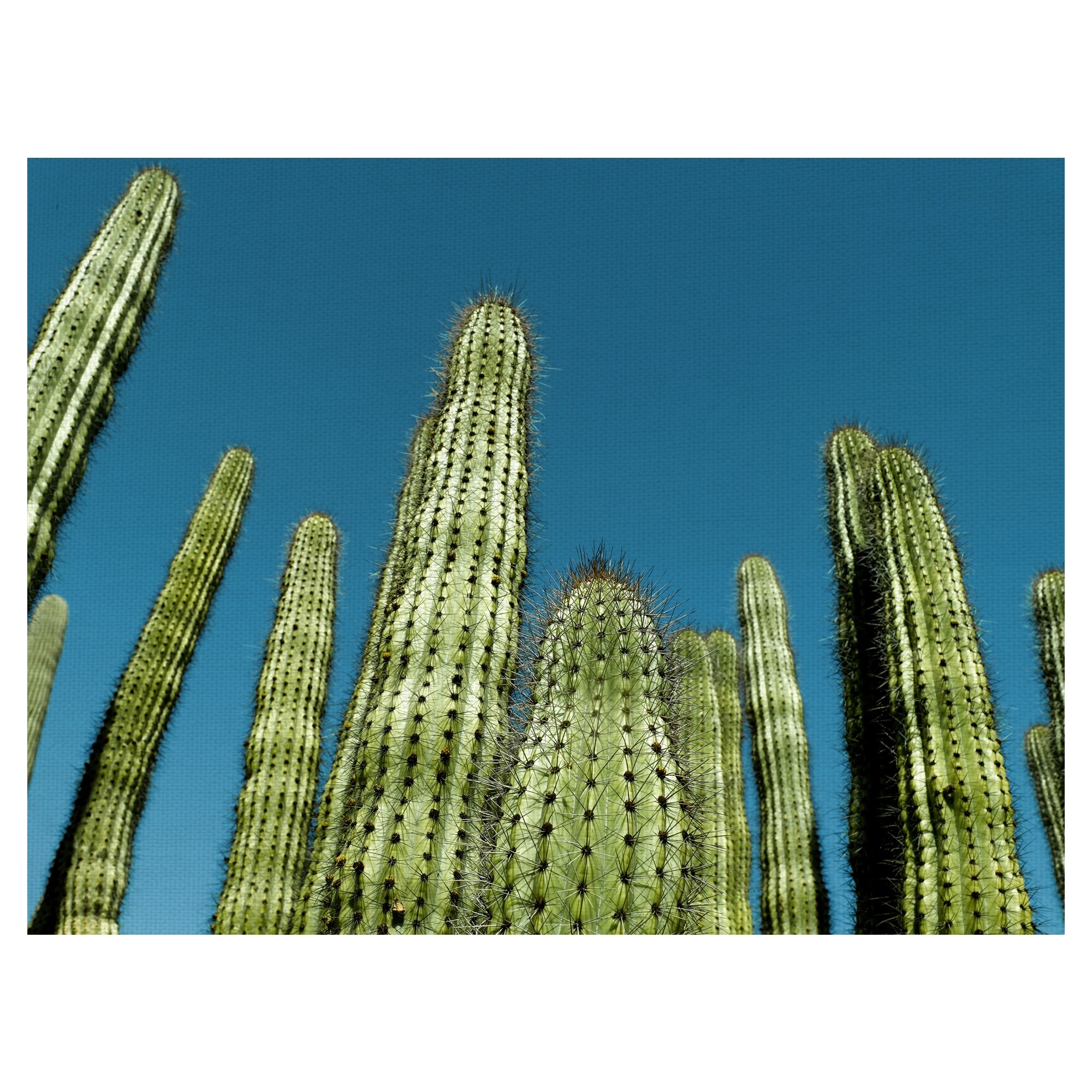 Cactus with Blue Sky by Belle Maison Canvas Art Print - Overstock - 39032412