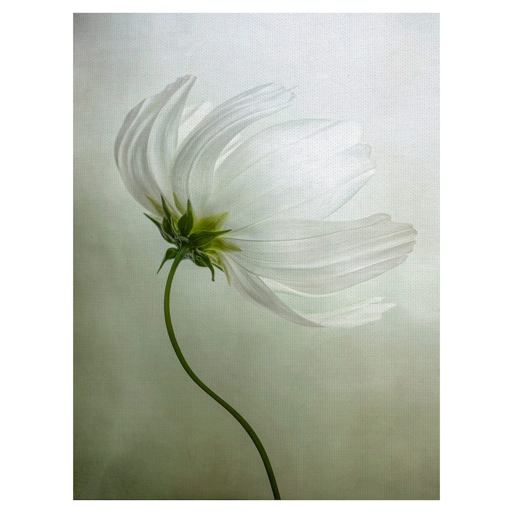 Cosmos Charisma by Mandy Disher Canvas Art Print