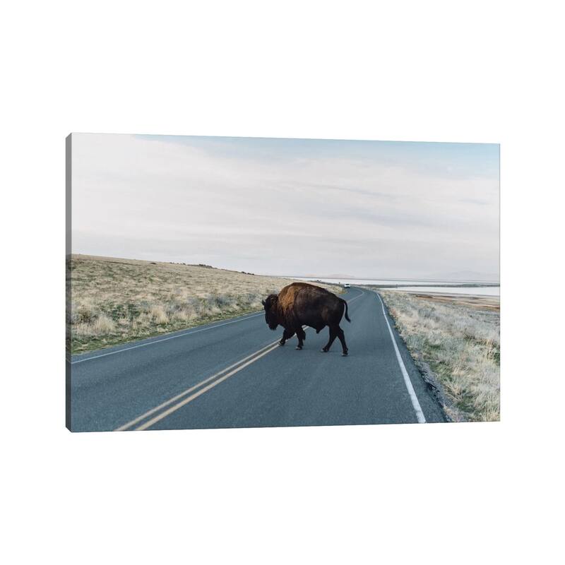 iCanvas "Buffalo Bison" by Chelsea Victoria Canvas Print