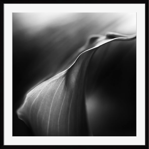 Charcoal Black and White Calla Lily Printed Rectangular Wall Art Decor 18" x 16" - N/A
