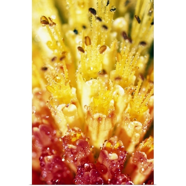 "Flower In Bloom" Poster Print