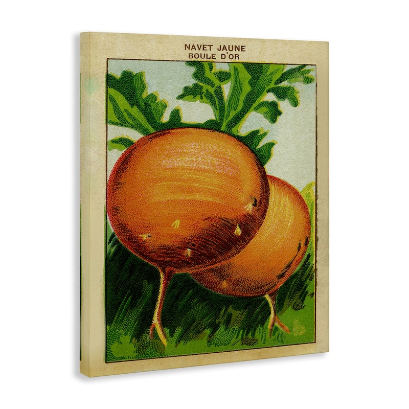 Stupell Country Vintage Onions Canvas Wall Art Design By Lil' Rue