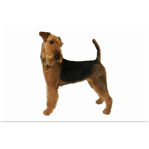 "Close up of an airedale terrier" Poster Print