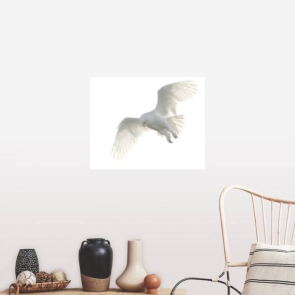 Shop Wild Male Snowy Owl Flying Against White Sky Background