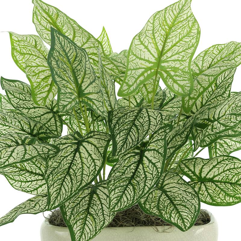 Caladium in a Ceramic Pot