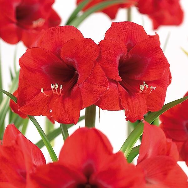 Van Zyverden Amaryllis and Paperwhite Indoor Garden Set of 13 Bulbs ...