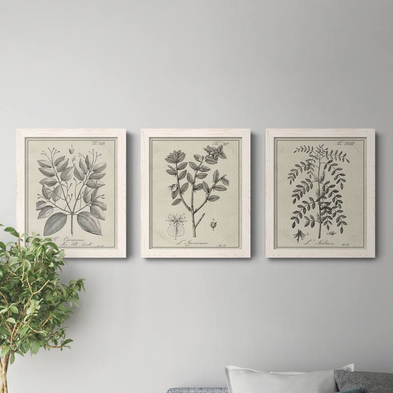 Antique Black & White Botanical VII-Premium Framed Canvas - Ready to Hang - Multi-Color