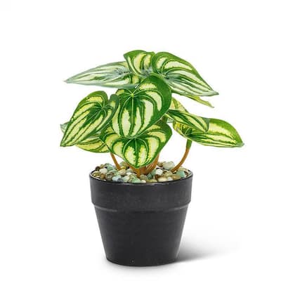 Varigated Leaf Plant In A Black Pot Faux Plants And Trees