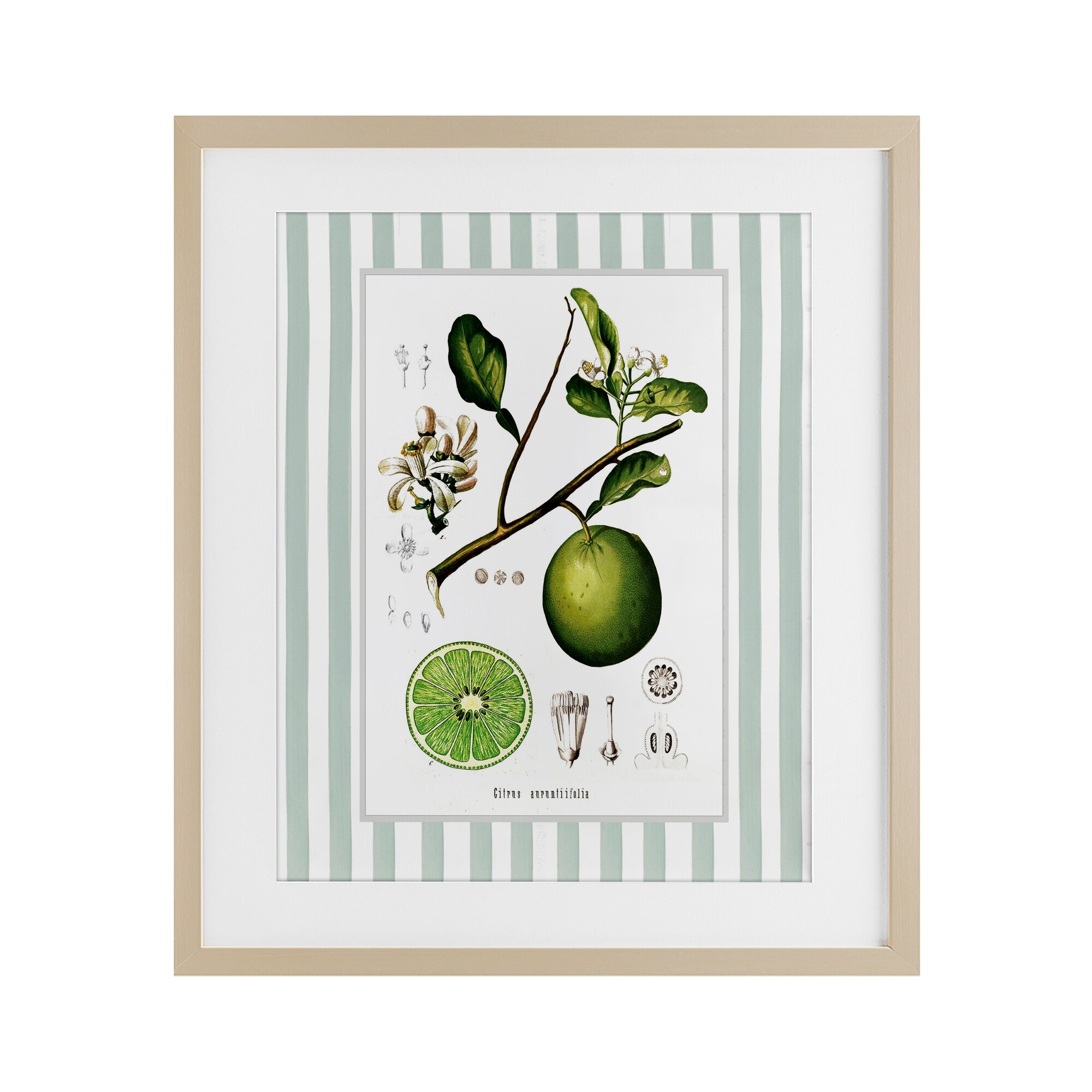 Vintage Lime Green Stripes Lettered and Lined