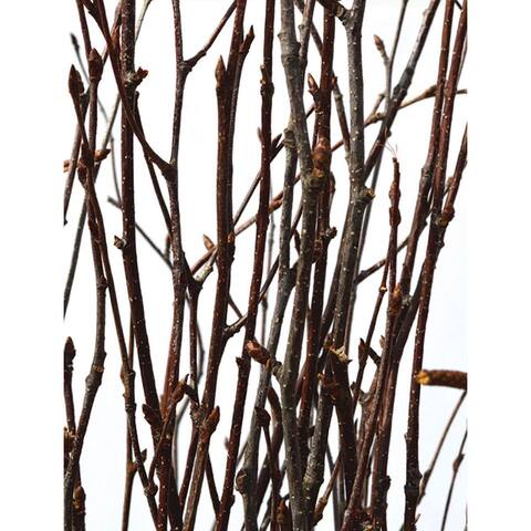 Birch Branch White,4-5ft tall,10stems. - 55