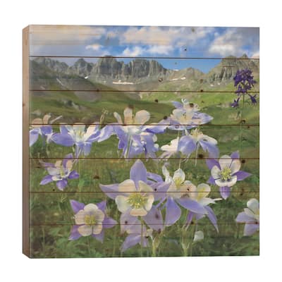 Colorado Blue Columbine Meadow At American Basin, Colorado Print On Wood by Tim Fitzharris - Multi-Color