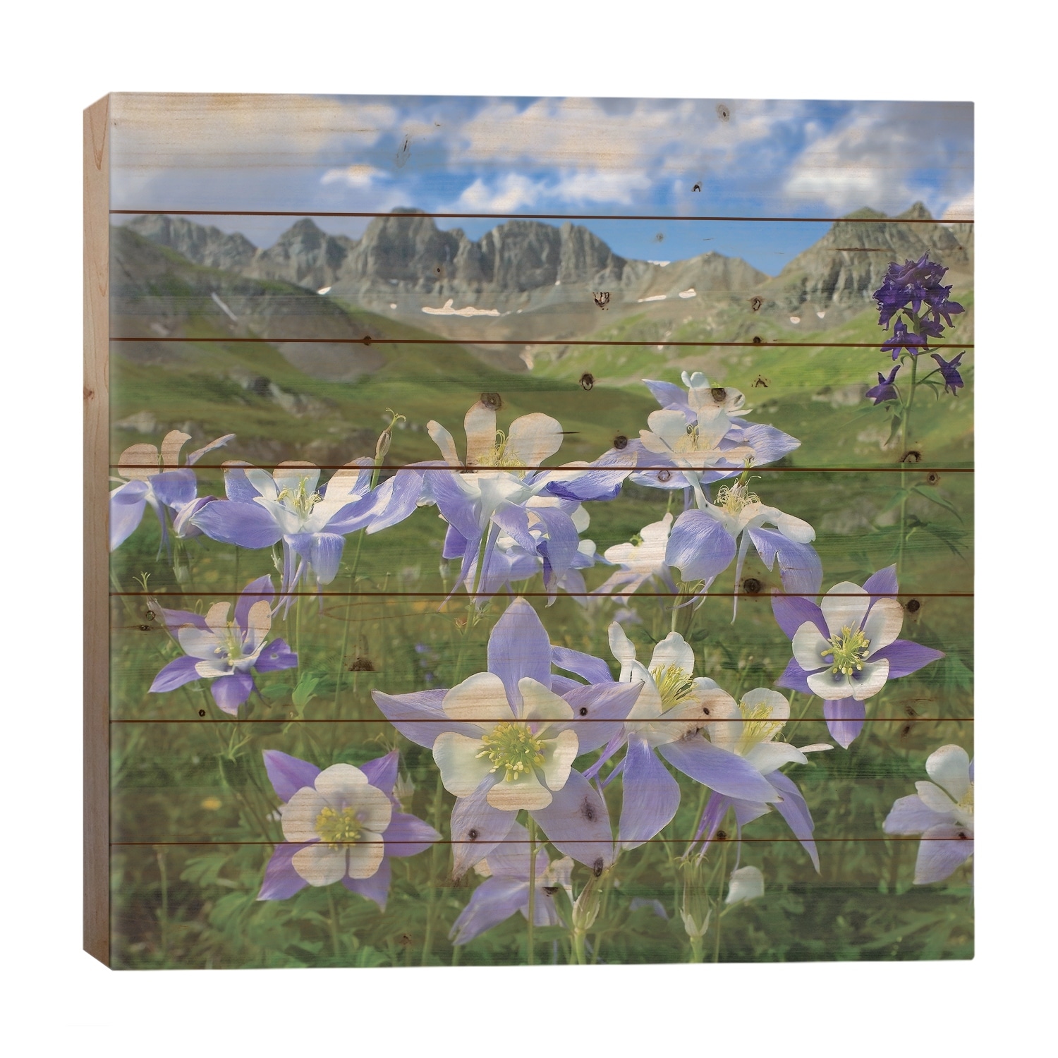 Colorado Blue Columbine Meadow At American Basin, Colorado Print On Wood by Tim Fitzharris - Multi-Color