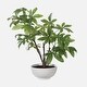 preview thumbnail 1 of 3, Uttermost Pachira Money Tree