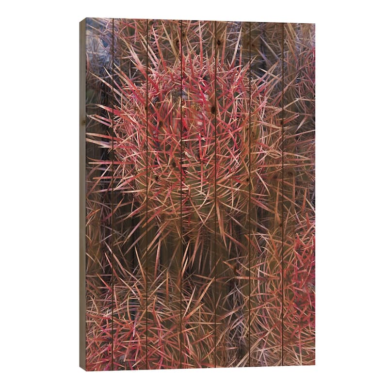 Cotton-Top Cactus Detail, Death Valley National Park, California Print On Wood by Tim Fitzharris - Multi-Color - 40x26x1.5