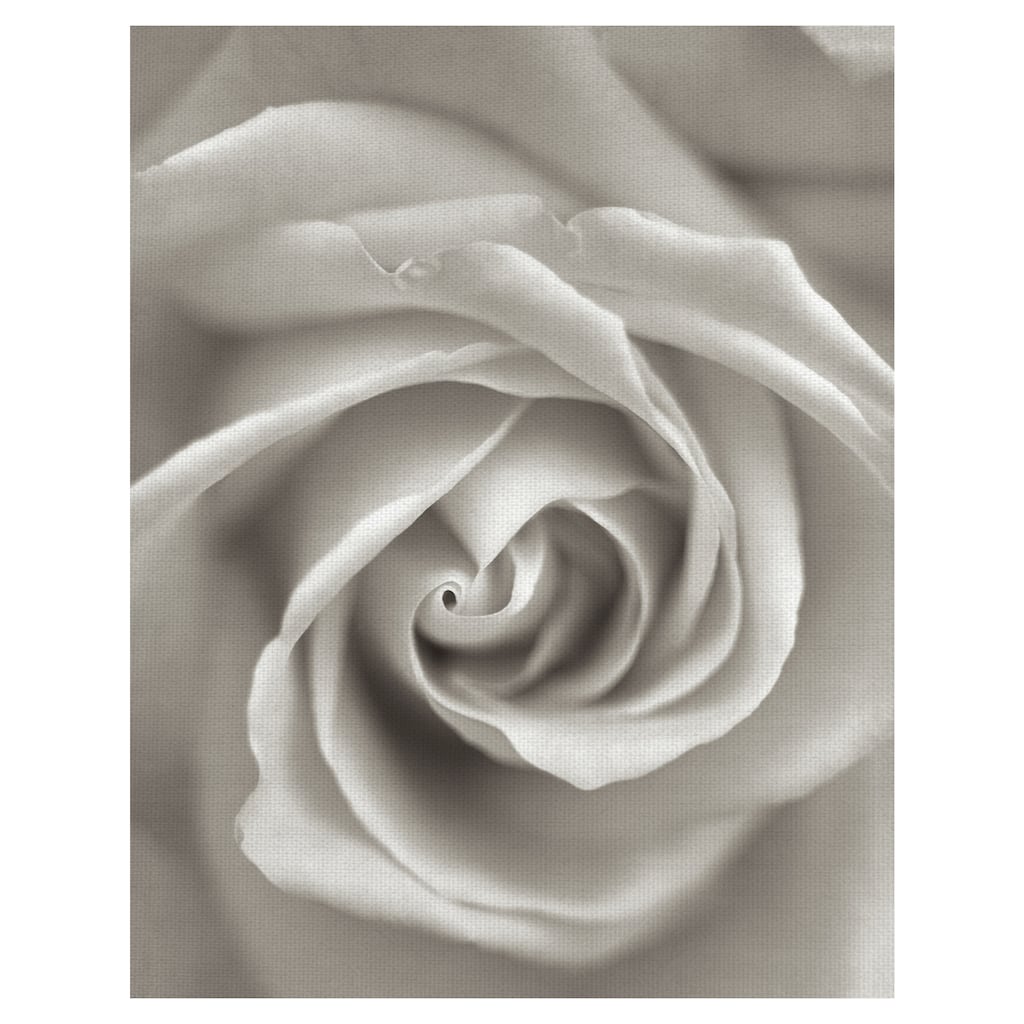 Florison #23 by Alan Blaustein Canvas Art Print