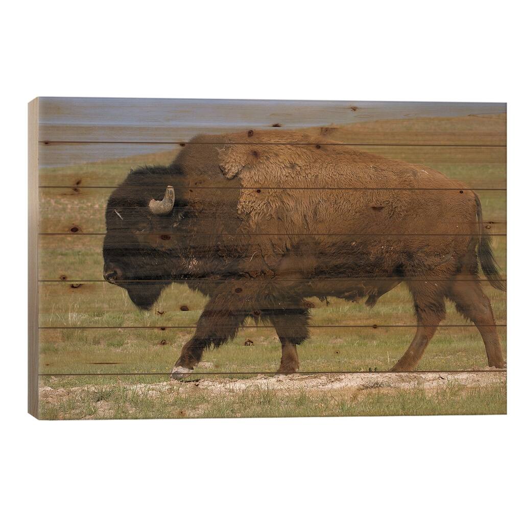 American Bison Male, Durham Ranch, Wyoming Print On Wood by Pete Oxford - Multi-Color