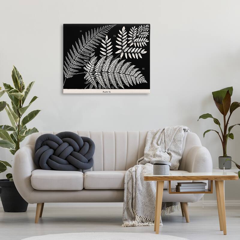 Stupell Fern Varieties on Black Canvas Wall Art Design By Phillipa Katz