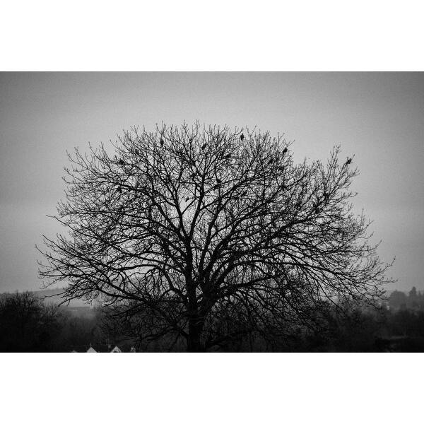 Shop Black And White Tree Photograph Wall Art Canvas On Sale