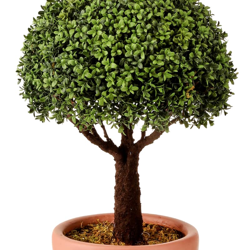 Spring Boxwood In Pot 43"