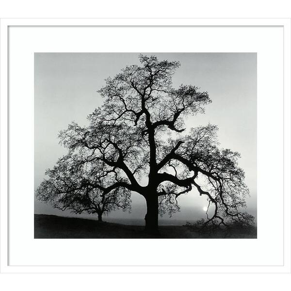 Oak Tree Sunset City California 1962 by Ansel Adams Framed ...
