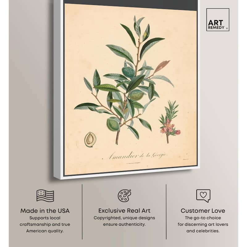 Almond of Georgia I Canvas by Art Remedy