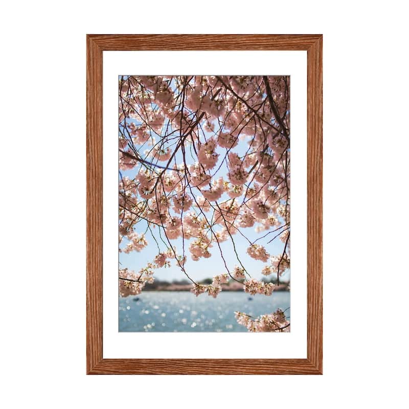 iCanvas "Washington DC Cherry Blossoms II" by Ann Hudec PFA - Walnut - 24x16x1