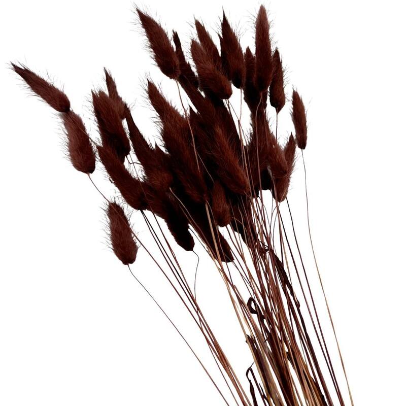 Bundle of 4 Bunch Dried Bunny Tails Grass-20-24" apx 1 oz - 20 to 24 inch