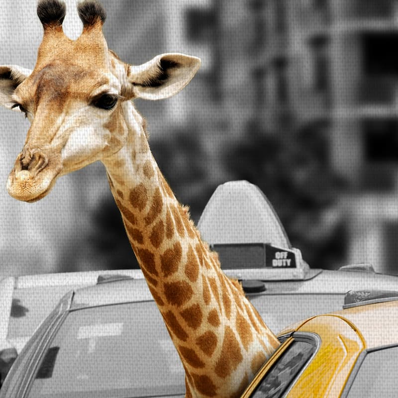 Urban Jungle II by Belle Maison Canvas Art Print