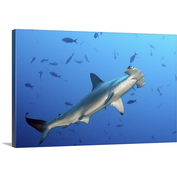 "Hammerhead shark" Canvas Wall Art