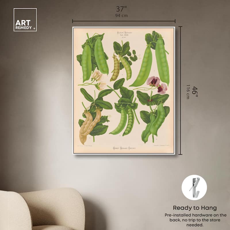 Podded Peas from Benary 1876 Canvas by Art Remedy