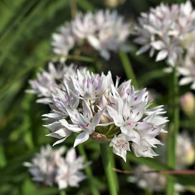 Graceful Beauty Allium - Spring Blooming White Flowers - 45 Bulbs - Attracts Butterflies, Bees & Hummingbirds - 45 Bulbs