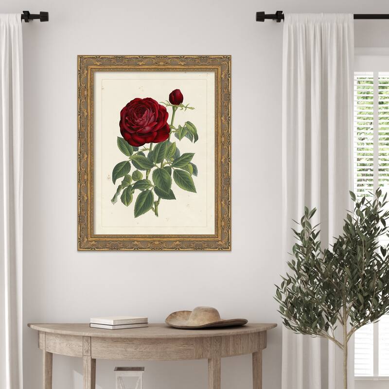 Van Houtteano Rose No. 2 Wood Framed Wall Art Print